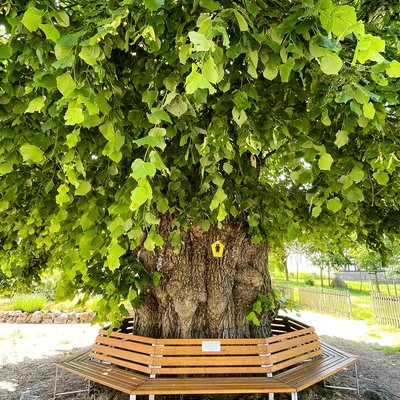 alte Linde am Dorfanger (Ruhla, Wartburgkreis)